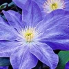 Clematis Diana's Delight Perennial Plant - Outdoor Flowering Vine - Image 1