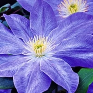 Clematis Diana's Delight Perennial Plant - Outdoor Flowering Vine - Image 1