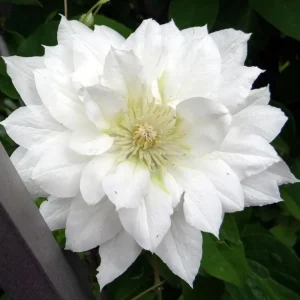 Clematis Duchess of Edinburgh Live Plant - Perennial Flowering Vine - Image 2