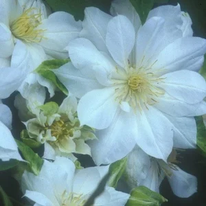 Clematis Duchess of Edinburgh Live Plant - Perennial Flowering Vine - Image 1