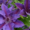 Clematis 'Edda' Live Plant - Perennial Vine for Garden & Trellis - Image 1