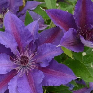 Clematis 'Edda' Live Plant - Perennial Vine for Garden & Trellis - Image 1