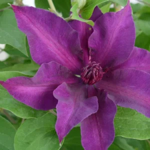 Clematis 'Fleuri' Live Plant – Perennial Flowering Vine for Garden - Image 2