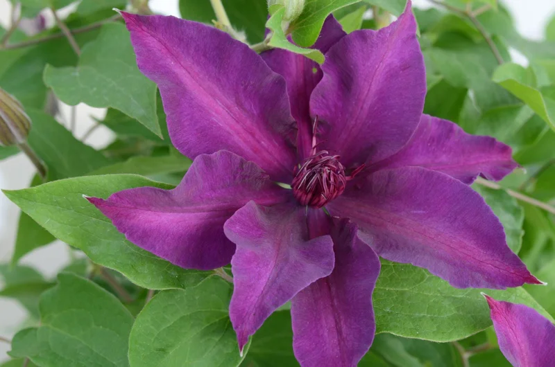 Clematis 'Fleuri' Live Plant – Perennial Flowering Vine for Garden - Image 2