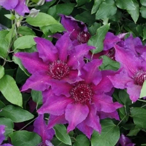Clematis 'Fleuri' Live Plant – Perennial Flowering Vine for Garden - Image 1