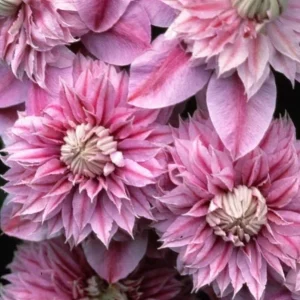 Clematis 'Josephine' Live Plant – Perennial Flowering Vine – Outdoor Garden - Image 2