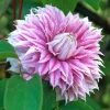 Clematis 'Josephine' Live Plant – Perennial Flowering Vine – Outdoor Garden - Image 1