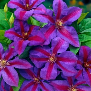 Clematis 'Mrs N Thompson' Live Plant - Perennial Vine for Garden - Image 2