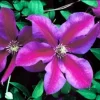 Clematis 'Mrs N Thompson' Live Plant - Perennial Vine for Garden - Image 1