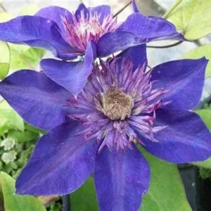 Clematis 'Multi-Blue' Live Plant – Perennial Flowering Vine for Garden - Image 2