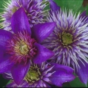 Clematis 'Multi-Blue' Live Plant – Perennial Flowering Vine for Garden - Image 1