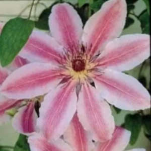 Clematis 'Nelly Moser' Live Plant Perennial Vine - Outdoor Flowering Plant - Image 1