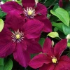 Clematis 'Rosemoor' Live Plant – Vibrant Pink Perennial Vine – Outdoor - Image 1