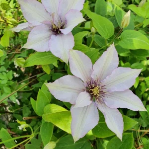 Clematis 'Samaritan Jo' Live Plant - Perennial Flowering Vine for Gardens - Image 2