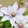 Clematis 'Samaritan Jo' Live Plant - Perennial Flowering Vine for Gardens - Image 1