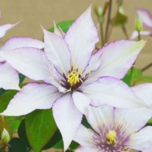 Clematis 'Samaritan Jo' Live Plant - Perennial Flowering Vine for Gardens - Image 1