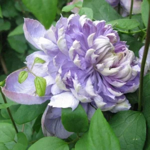 Clematis Seeds Pink Climbing Perennial, 25 Seeds, Outdoor - Image 8