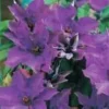 Clematis 'The President' Live Plant – Large Purple Flowers – Perennial Vine - Image 1