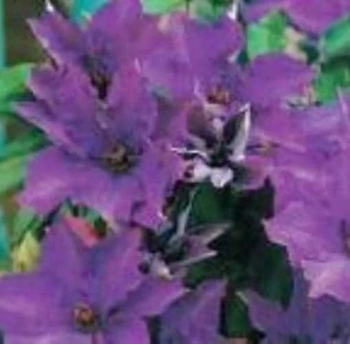 Clematis 'The President' Live Plant – Large Purple Flowers – Perennial Vine - Image 1