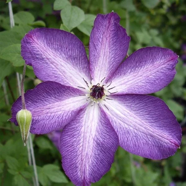 Clematis 'V Venosa Violacea' Live Plant – Perennial Vine – Vibrant Purple Flowers - Image 2
