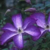 Clematis 'V Venosa Violacea' Live Plant – Perennial Vine – Vibrant Purple Flowers - Image 1