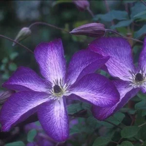 Clematis 'V Venosa Violacea' Live Plant – Perennial Vine – Vibrant Purple Flowers - Image 1