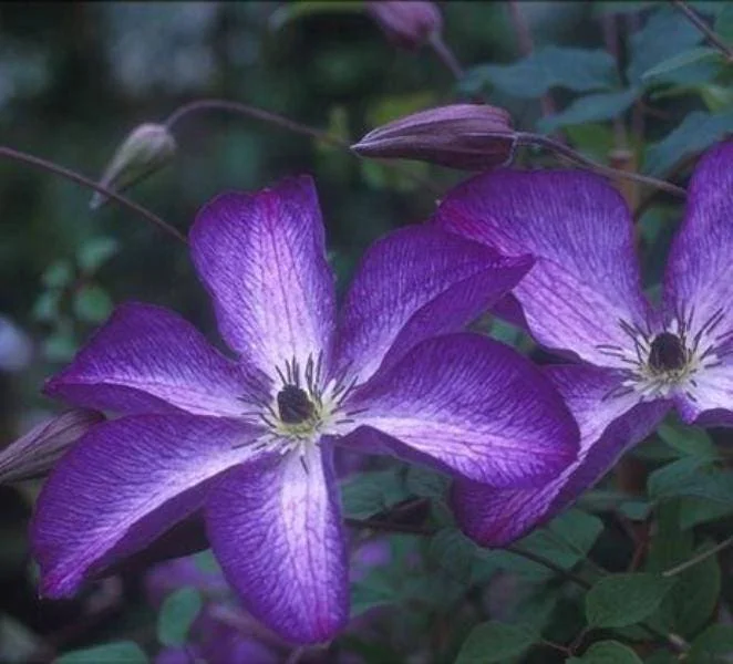 Clematis 'V Venosa Violacea' Live Plant – Perennial Vine – Vibrant Purple Flowers - Image 1