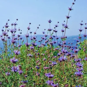 Cleveland Sage Live Plant Cuttings - Blue Purple Salvia Clevelandii - 7 Count, 6 inch - Image 4