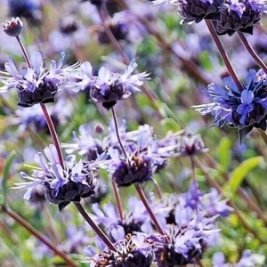 Cleveland Sage Live Plant Cuttings - Blue Purple Salvia Clevelandii - 7 Count, 6 inch - Image 1