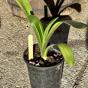 Clivia Miniata Orange Live Plant - Large 4 Leaf Flower Bush Lily Evergreen - Image 2