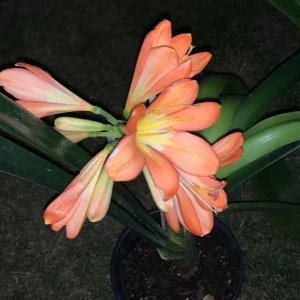 Clivia Miniata Orange Live Plant - Large 4 Leaf Flower Bush Lily Evergreen - Image 3