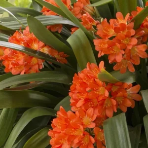 Clivia Miniata Orange Live Plant - Large 4 Leaf Flower Bush Lily Evergreen - Image 4