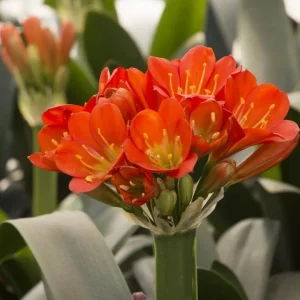 Clivia Miniata Orange Live Plant - Large 4 Leaf Flower Bush Lily Evergreen - Image 5