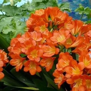 Clivia Miniata Orange Live Plant - Large 4 Leaf Flower Bush Lily Evergreen - Image 1