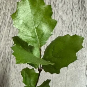Coast Live Oak Tree - Quercus Agrifolia Live Plant, 2 Count, 4-6 inch, Outdoor - Image 2