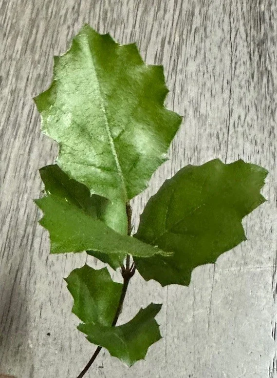 Coast Live Oak Tree - Quercus Agrifolia Live Plant, 2 Count, 4-6 inch, Outdoor - Image 2
