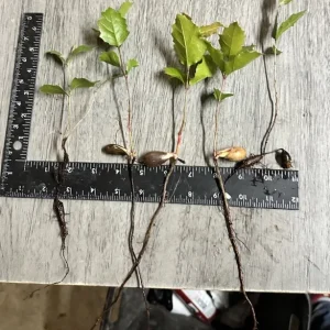 Coast Live Oak Tree - Quercus Agrifolia Live Plant, 2 Count, 4-6 inch, Outdoor - Image 3
