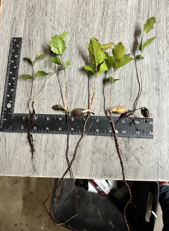 Coast Live Oak Tree - Quercus Agrifolia Live Plant, 2 Count, 4-6 inch, Outdoor - Image 3