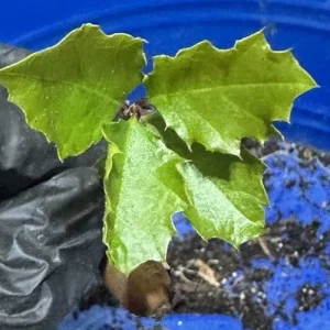 Coast Live Oak Tree - Quercus Agrifolia Live Plant, 2 Count, 4-6 inch, Outdoor - Image 5