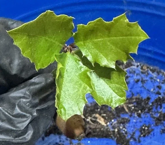 Coast Live Oak Tree - Quercus Agrifolia Live Plant, 2 Count, 4-6 inch, Outdoor - Image 5