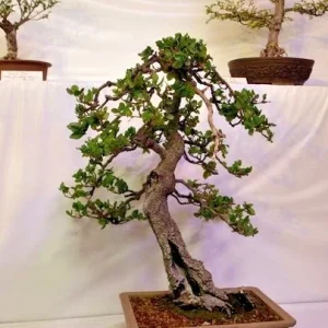 Coast Live Oak Tree - Quercus Agrifolia Live Plant, 2 Count, 4-6 inch, Outdoor - Image 6