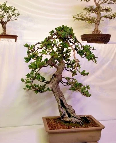 Coast Live Oak Tree - Quercus Agrifolia Live Plant, 2 Count, 4-6 inch, Outdoor - Image 6