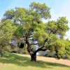 Coast Live Oak Tree - Quercus Agrifolia Live Plant, 2 Count, 4-6 inch, Outdoor - Image 1