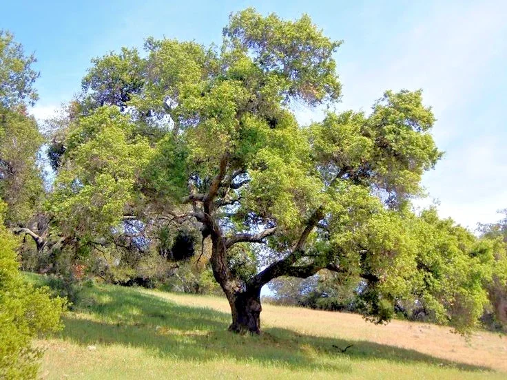 Coast Live Oak Tree - Quercus Agrifolia Live Plant, 2 Count, 4-6 inch, Outdoor - Image 1