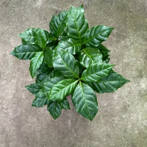 Coffee Plant Arabica Live Plant – 6 inch Pot – Indoor Houseplant - Image 2