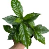 Coffee Plant Arabica Live Plant – 6 inch Pot – Indoor Houseplant - Image 1