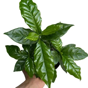 Coffee Plant Arabica Live Plant – 6 inch Pot – Indoor Houseplant - Image 1