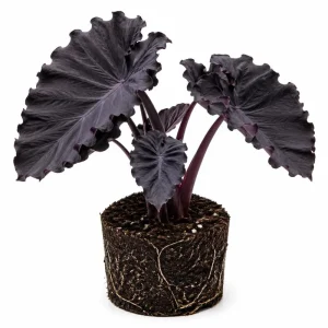 Colocasia Elephant Ear Live Plant 4-6 Inches - Tropical Foliage Indoor/Outdoor - Image 2