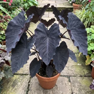 Colocasia Elephant Ear Live Plant 4-6 Inches - Tropical Foliage Indoor/Outdoor - Image 3