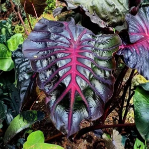 Colocasia Elephant Ear Live Plant 4-6 Inches - Tropical Foliage Indoor/Outdoor - Image 4